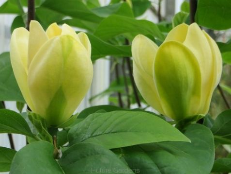 magnolia " yellow bird"