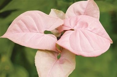 syngonium podophyllum "red heart"