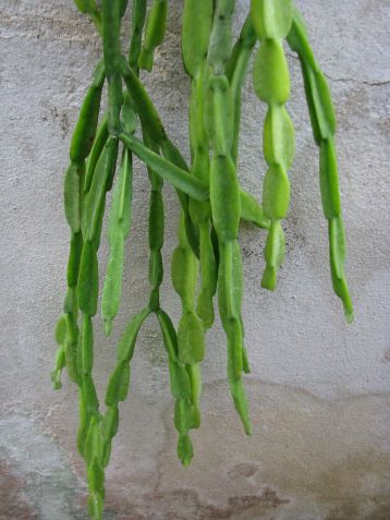 rhipsalis paradoxa
