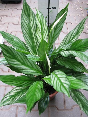 spathiphyllum "silver cupido"