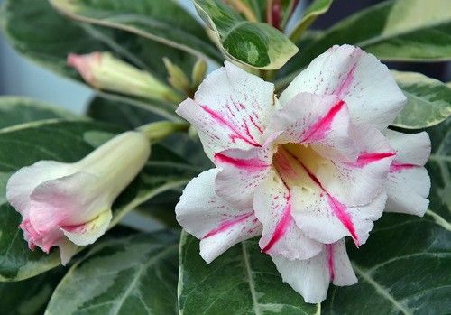 adenium obesum " best of siam" variegata