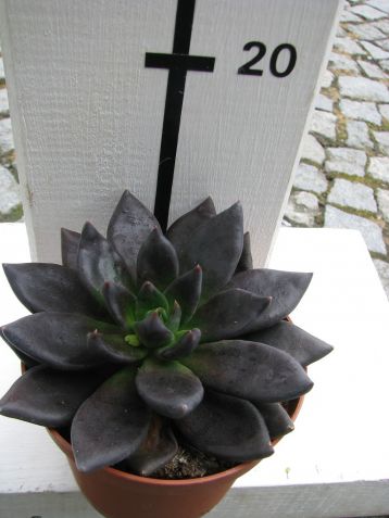 echeveria "darknight"