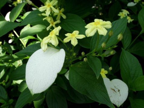 pseudomussaenda flava,mussaenda lutteola
