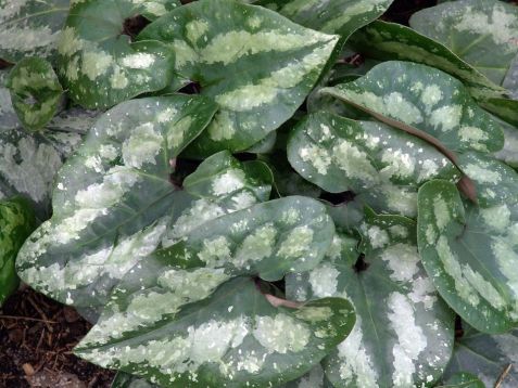asarum splendens "quicksilver"