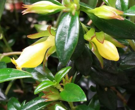 nematanthus hypocyrta yellow