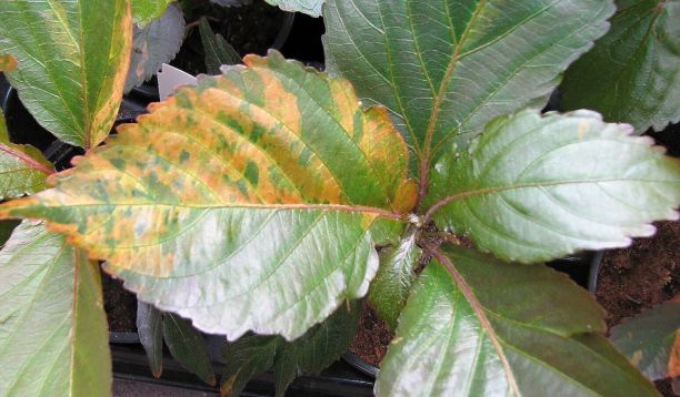 acalypha wilkesiana moorea