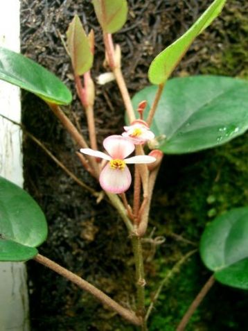 begonia schulzei