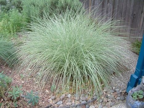 miscanthus sinensis "morning light" - ozdobnice čínská