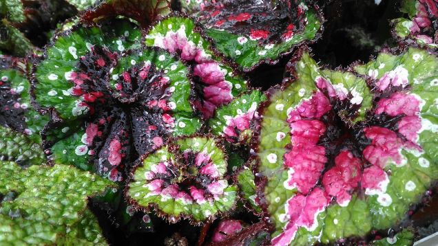 begonia rex "macarena"