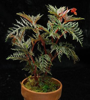 begonia bipinnatifida
