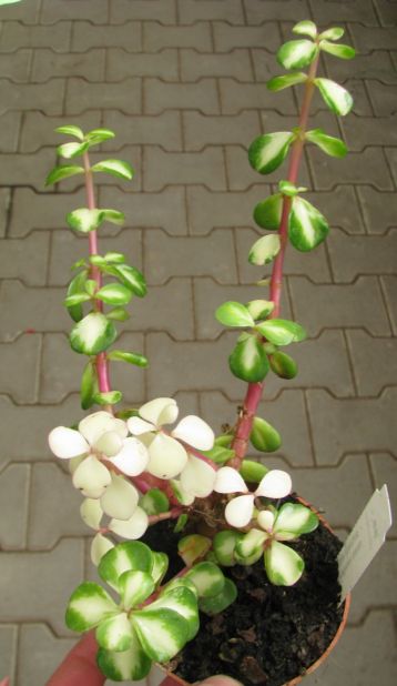 Portulacaria afra "revers variegata" mediopicta