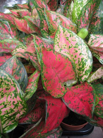 aglaonema commutatum "unyamanee red"