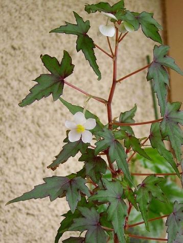 begonia dregei tripartita