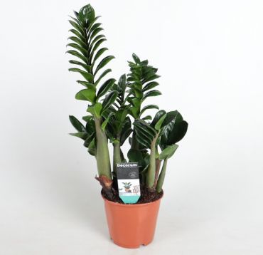 zamioculcas "zenzi"