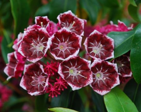 Kalmia latifolia "keepsake" - kalmie