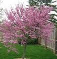 cercis canadensis