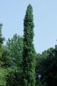 liquidambar styraciflua "slender silhouette"