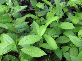 camellia sinensis