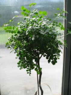 tecomaria capensis - tecoma