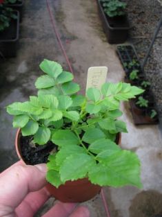 tecomaria capensis - tecoma