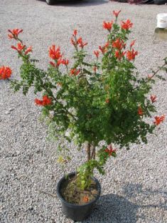 tecomaria capensis - tecoma