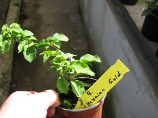 bougainvillea spectabilis "hawaiian gold"