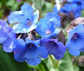 pulmonaria hybrida "blue ensign"