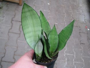 Sansevieria "moonshine"