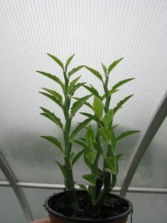 pedilanthus tithymaloides, zig-zag - pedilantus