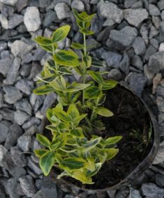 Euonymus fortunei "emerald´n gold" - brslen