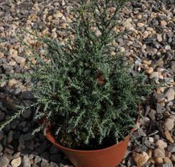 chamaecyparis pisifera "blue dwarf"
