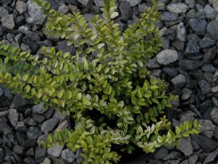 lonicera nitida "baggessen´s gold" - zimolez lesklý