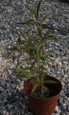 weigelia florida "suzanne"