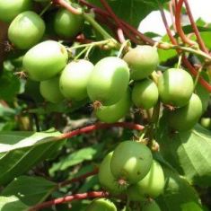 actinidia arguta "jumbo" - kiwi