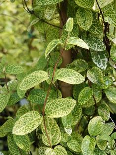 Lonicera japonica aureoreticulata - zimolez japonský