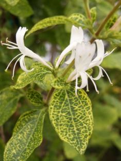 lonicera japonica aureoreticulata