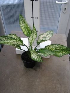 Aglaonema commutatum "firs diamod" - aglaonema proměnlivá