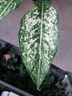 aglaeonema commutatum "first diamond" - aglaonema proměnlivá