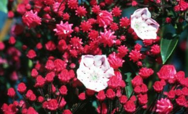kalmia latifolia "ostbo red"