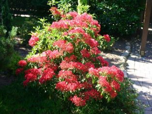 kalmia latifolia "ostbo red"