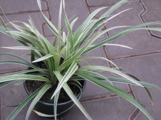 ophiopogon planiscapus albovariegata