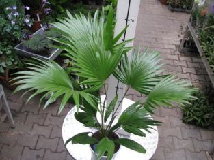 livistona australis - livistonie