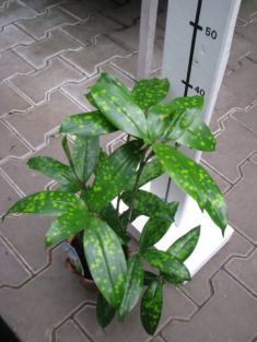 Dracaena surculosa