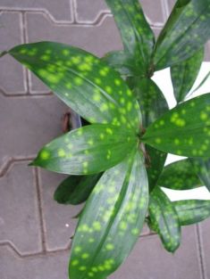 dracaena surculosa