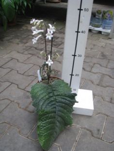 streptocarpus parfuflora white