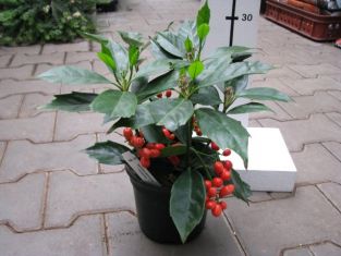 aucuba japonica "rozannie" - aukuba japonská