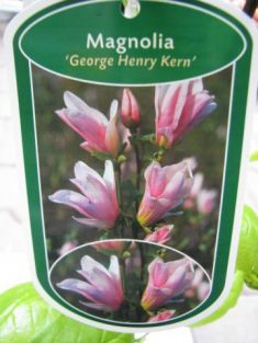 magnolia x liliiflora "george henry kern"