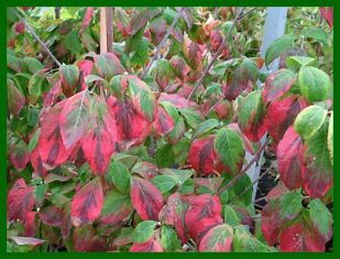 cornus florida "sunset"