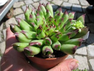 sempervivum "nobbit"