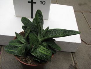 gasteria "little warty"